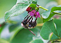 Bombus terrestris